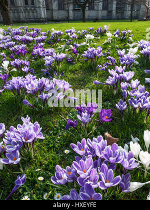 Crocus au printemps près de la cathédrale dans la Deans Park York Yorkshire Angleterre Banque D'Images