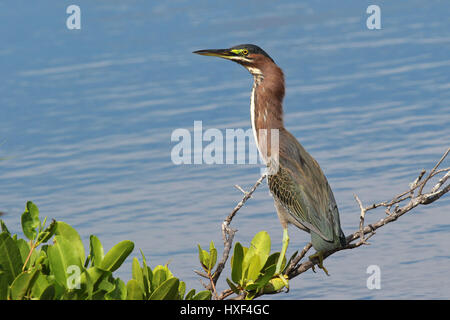 Le Héron vert perché sur la succursale de Ding Darling National Wildlife Refuge, Sanibel Island, Floride Banque D'Images