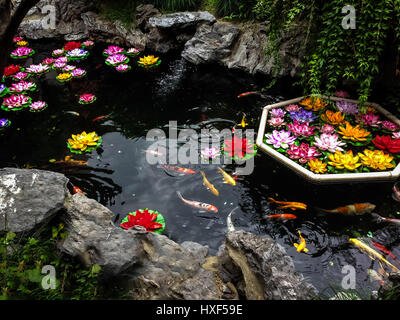 Koi de poissons et de fleurs sur un étang - Shanghai, Chine Banque D'Images