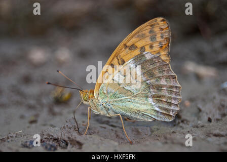 Silver-lavé fritillary (Argynnis paphia (ex) Dryas) minéraux sucer avec sa trompe d'une sèche, piscine. Banque D'Images