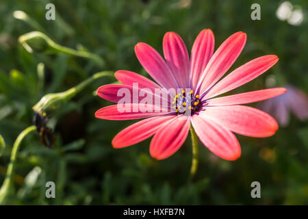 Daisy africains rose Banque D'Images