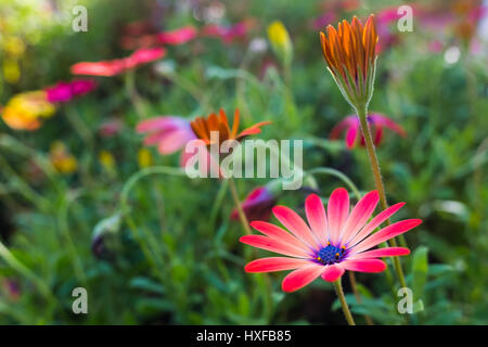 Daisy africains rose Banque D'Images