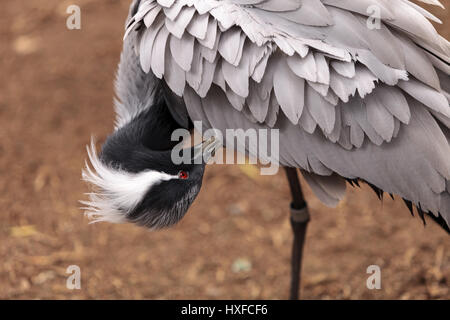 Grue Demoiselle Grus virgo preens ses plumes gris et blanc. Cet oiseau est trouvé en Mongolie et en Chine. Banque D'Images