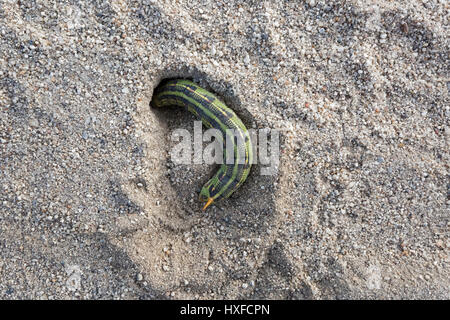 Bordée de blanc [sphinx hyles lineata] Caterpillar s'enfouissant dans le sable, de Californie du Sud Banque D'Images