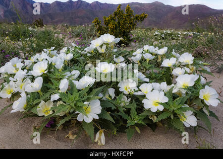 Fleurs de primevère de dunes dans Anza-Borrego Desert State Park, Californie, USA 2017 Banque D'Images