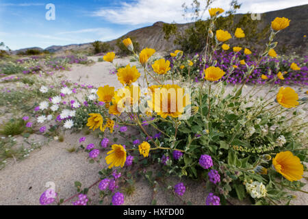 En fleurs fleurs de printemps en Anza-Borrego Desert State Park, Californie, USA 2017 Banque D'Images