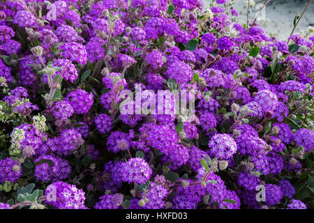 Le sable du désert à la verveine (Abronia villosa) Anza Borrego fleurissent dans le désert de l'État Park, California, USA 2017 Banque D'Images