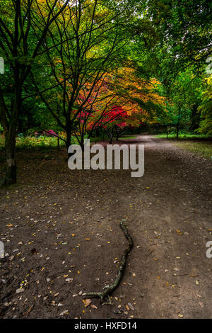 La couleur en automne à l'Arboretum de Queenswood dans le Herefordshire, UK Banque D'Images