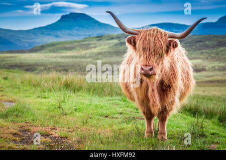 Vache Highland à Isle of Skye, Scotland Banque D'Images