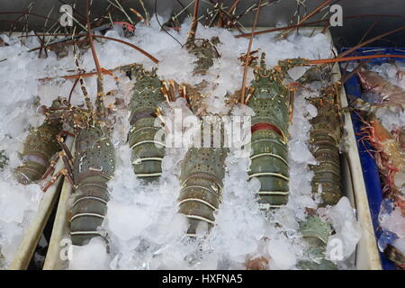 Beaucoup de langoustes savoureuses dans les restaurants à Patong sur l'île de Phuket en Thaïlande. Fruits de mer frais. Banque D'Images