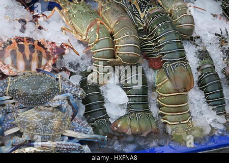 Beaucoup de langoustes savoureuses dans les restaurants à Patong sur l'île de Phuket en Thaïlande. Fruits de mer frais. Banque D'Images