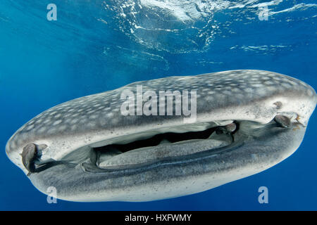 Requin-baleine (Rhincodon typus) avec Remoras (Remora remora), vue frontale Banque D'Images