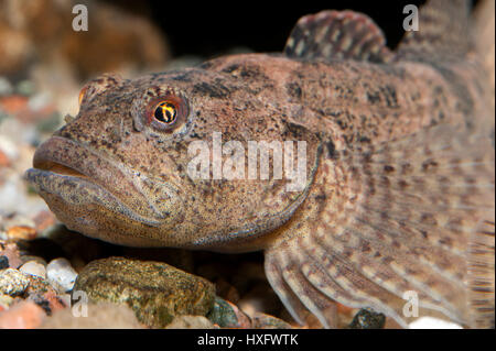 Barbotte Alpine, tacheté (Cottus poecilopus) portrait, capivivity Banque D'Images