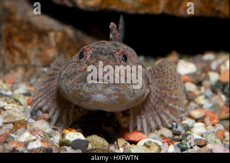 Barbotte Alpine, tacheté (Cottus poecilopus) portrait, vue frontale, capivivity Banque D'Images