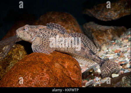 Barbotte Alpine, tacheté (Cottus poecilopus) allongé sur un stome, capivivity Banque D'Images