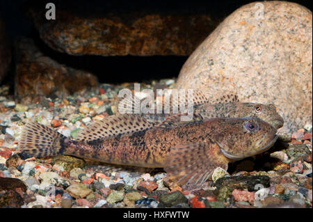 Barbotte Alpine, tacheté (Cottus poecilopus) deux animaux allongé sur un sol de gravier grossier, capivivity Banque D'Images