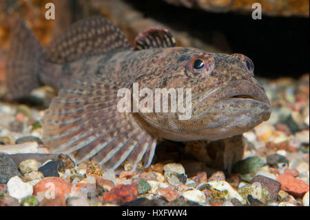 Barbotte Alpine, tacheté (Cottus poecilopus) allongé sur un sol de gravier grossier, capivivity Banque D'Images