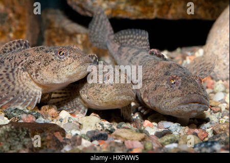 Barbotte Alpine, tacheté (Cottus poecilopus) trois animaux, allongé sur un sol de gravier grossier, capivivity Banque D'Images