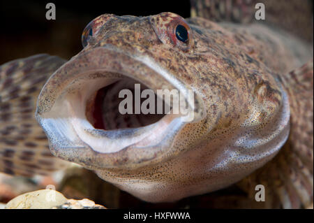 Barbotte Alpine, tacheté (Cottus poecilopus), bouche grande ouverte, capivivity Banque D'Images