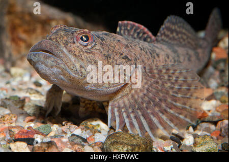 Barbotte Alpine, tacheté (Cottus poecilopus), portrait, capivivity Banque D'Images