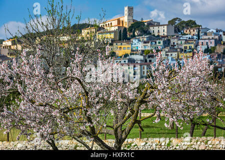 Fleurs d'amande dans le village de Selva, Majorque, Iles Baléares, Espagne Banque D'Images