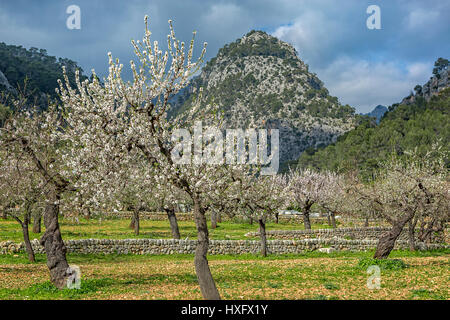 Fleurs d'amande dans le village de Caimari (municipalité de Selva, es Raiguer, Mallorca, Espagne), vue sur la montagne Puig de sa Creu Banque D'Images
