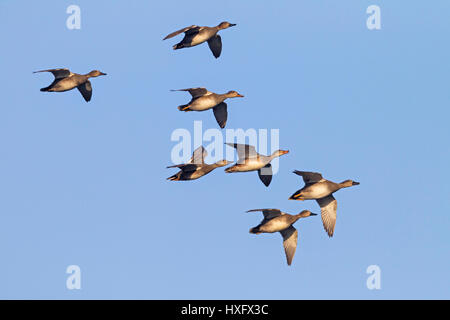 Le Canard chipeau (Anas strepera). Troupeau en vol avec un seul Canard siffleur (Anas penelope). L'Allemagne . Banque D'Images