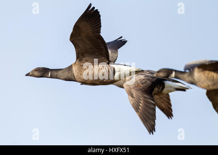 La Bernache cravant (Branta bernicla). Trois adultes en vol. L'Allemagne. Banque D'Images