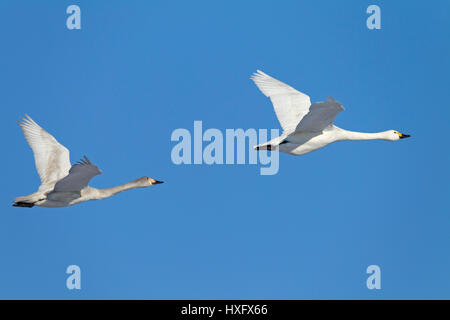 Le cygne de Bewick, le cygne (Cygnus bewickii, Cygnus columbianus bewickii). Deux individus en fuite. Allemagne Banque D'Images