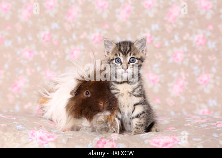 Chaton Tabby et cobaye à poil long assis à côté de l'autre. Studio photo vu contre un floral design papier peint. Allemagne Banque D'Images