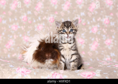 Chaton Tabby et cobaye à poil long assis à côté de l'autre. Studio photo vu contre un floral design papier peint. Allemagne Banque D'Images