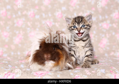 Chaton Tabby et cobaye à poil long assis à côté de l'autre. Studio photo vu contre un floral design papier peint. Allemagne Banque D'Images