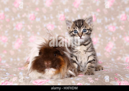 Chaton Tabby et cobaye à poil long assis à côté de l'autre. Studio photo vu contre un floral design papier peint. Allemagne Banque D'Images