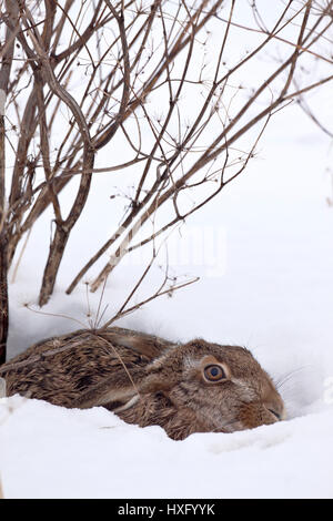 European Brown Hare (Lepus europaeus). Des profils dans sa forme dans la neige. Allemagne Banque D'Images