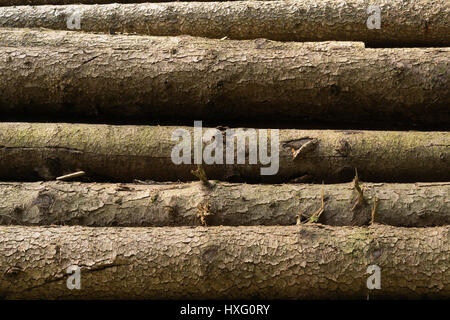 Photo d'une pile de grumes en bois naturel Banque D'Images
