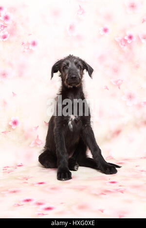 Irish Wolfhound. Puppy (9 semaines) assis en face d'un papier peint design floral. Studio photo Banque D'Images