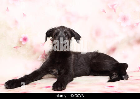 Irish Wolfhound. Puppy (9 semaines) se trouvant en face d'un floral design papier peint . Studio photo Banque D'Images