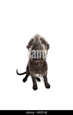 Irish Wolfhound. Puppy (9 semaines) assis, fisheye. Studio photo sur un fond blanc. Allemagne Banque D'Images