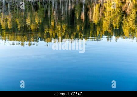 Vue d'une forêt de bouleaux et de PINS SCANDINAVES ET LE LAC AVEC LA LUMIÈRE CHAUDE SOIRÉE TOURNÉ PRÈS DE LA FRONTIÈRE Finlandaise Suédoise EN FINLANDE ET EN SUÈDE Banque D'Images