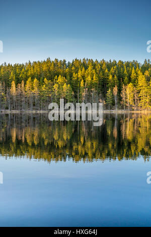 Vue d'une forêt de bouleaux et de PINS SCANDINAVES ET LE LAC AVEC LA LUMIÈRE CHAUDE SOIRÉE TOURNÉ PRÈS DE LA FRONTIÈRE Finlandaise Suédoise EN FINLANDE ET EN SUÈDE Banque D'Images