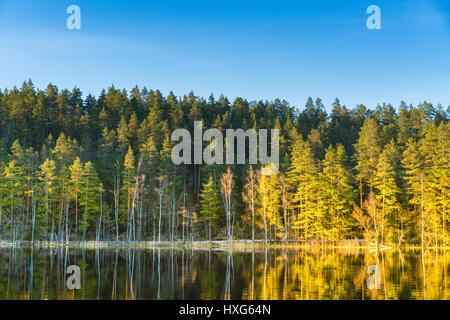 Vue d'une forêt de bouleaux et de PINS SCANDINAVES ET LE LAC AVEC LA LUMIÈRE CHAUDE SOIRÉE TOURNÉ PRÈS DE LA FRONTIÈRE Finlandaise Suédoise EN FINLANDE ET EN SUÈDE Banque D'Images