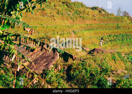 Les terrasses de riz de merveilleux dans les montagnes de la région de Sapa au Vietnam Banque D'Images