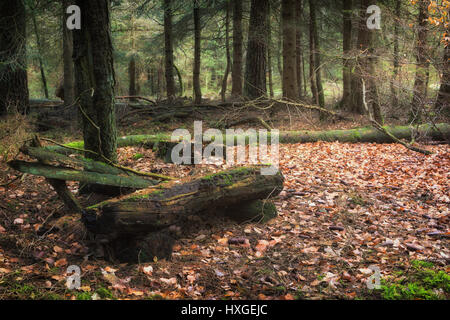 Un vieux banc de parc pourri dans la forêt Banque D'Images