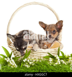 LChihuahua. Chiots chiot ovely s. portrait de chiots dans un panier in front of white background Banque D'Images