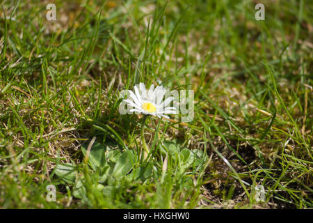 Impressions du parc public à Berlin-Wilmersdorf. Des fleurs, des bourgeons dans le soleil du matin. Banque D'Images