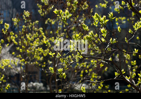 Impressions du parc public à Berlin-Wilmersdorf. Des fleurs, des bourgeons dans le soleil du matin. Banque D'Images