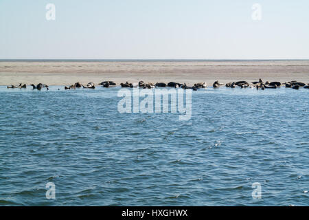 Groupe des phoques communs et gris reposant sur banc de sable à l'Eierlandse Gat, Waddensea, Pays-Bas Banque D'Images