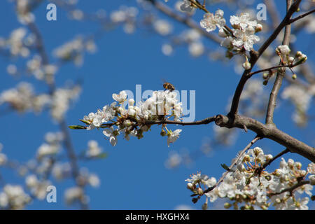 Impressions du parc public à Berlin-Wilmersdorf. Des fleurs, des bourgeons dans le soleil du matin. Banque D'Images