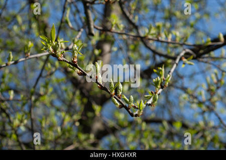 Impressions du parc public à Berlin-Wilmersdorf. Des fleurs, des bourgeons dans le soleil du matin. Banque D'Images