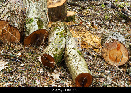 Les arbres abattus, le bois, le chanvre abattage frais Banque D'Images